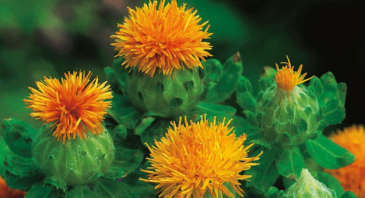 What is Safflower Oil? - Redoux